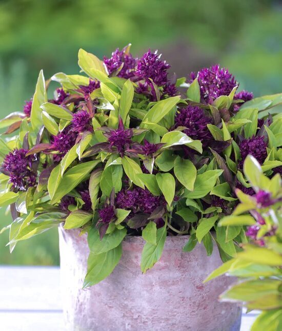 Taizemes saldais baziliks 'Siam Queen'